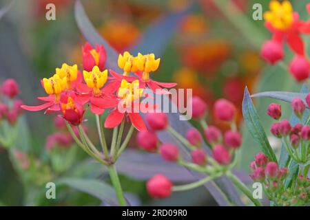 Tropisches Milchkraut oder Blutblume, Asclepias curassavica, „Seidenrot“ in Blüte. Stockfoto