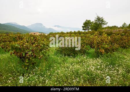 Weinberg mit grünem Gras und Blumen mit Serra del Carrascal im Hintergrund (Xaló,Marina Alta,Alicante,Valencian Community,Spanien) Stockfoto