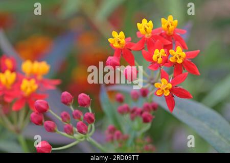 Tropisches Milchkraut oder Blutblume, Asclepias curassavica, „Seidenrot“ in Blüte. Stockfoto