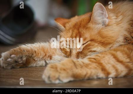Eine Ingwerkatze mit dreckigen Pfoten, die auf einem Holzboden im Flur lag. Schließen. Stockfoto