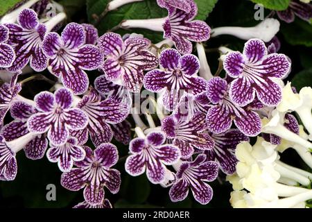 Streptocarpus, Cape primrose, "Polka Dot Purple" in Blume. Stockfoto