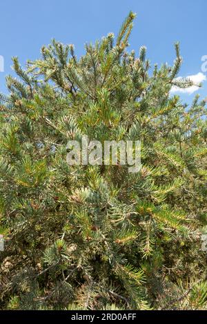 Pinyon Pine, Pinus Edulis, Baum Stockfoto