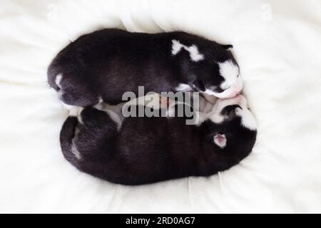 Zwei schlafende Welpen des sibirischen Husky schlafen auf einer weißen Decke. Stockfoto