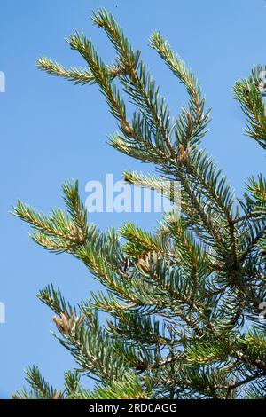 Pinyon Pine, Pinus Edulis, Baum, Äste, Nadeln Stockfoto