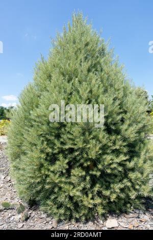 Singleleaf Pinyon Pine Tree Pinus monophylla Stockfoto