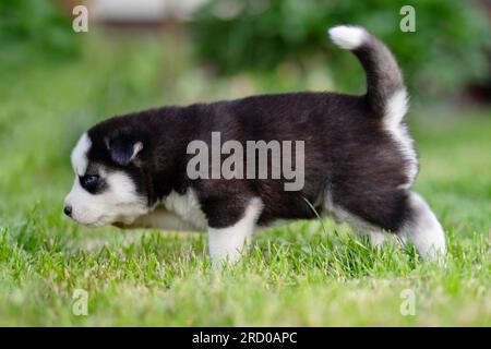 Der Hündchen Husky läuft auf dem grünen Gras im Park. Husky Hündchen draußen Stockfoto