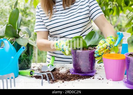 Eine Frau mit Handschuhen pflanzt Orchideen in den neuen Topf Stockfoto