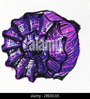 Rapana Mollusk Shell vor violetter Farbe, Aquarellskizze, Illustration, isolieren Stockfoto