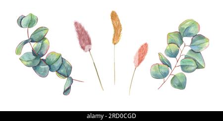 Set mit Eukalyptusblättern und Lagurusspikelet. Grünblätter und getrocknete Pflanzen. Aquarelldarstellung isoliert auf weißem Hintergrund. Stockfoto