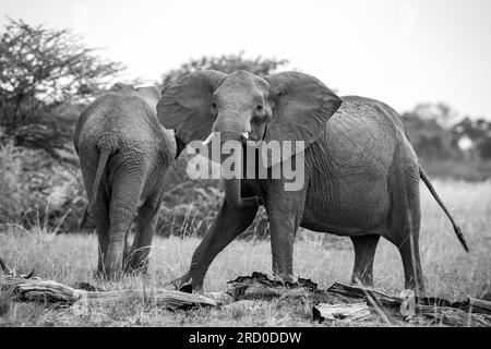 Elefanten werden im Okavango Delta am 2023. Januar beobachtet Stockfoto