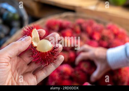 Nahaufnahme einer Hand, die einen geöffneten reifen Rambutan (Nephelium lappaceum), Eine Frucht, die von Südostasien stammt, in einem Stall in The Color hält Stockfoto