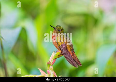 Kastanienbrüste-Coronet-Kolibri in Gardens and Rainforest in Inkterra Machu Picchu Pueblo. Peru. Stockfoto