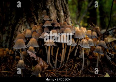 Eine kleine Gruppe Pilze im Wald, als Nahaufnahme aufgenommen Stockfoto