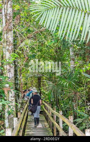 Regenwaldddach Madre de Dios Region, Peru. Stockfoto