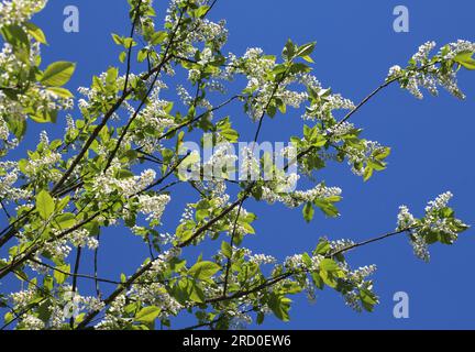 Im Frühling wächst und blüht der Vogelkirschbaum (Prunus padus) in der Natur Stockfoto