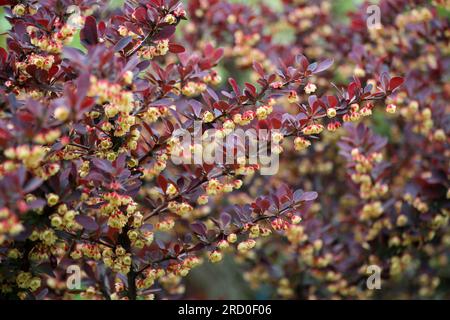 Im Frühling wächst Thunbergs Barbeere (Berberis thunbergii) im Garten Stockfoto