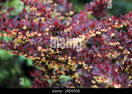 Im Frühling wächst Thunbergs Barbeere (Berberis thunbergii) im Garten Stockfoto