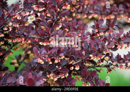 Im Frühling wächst Thunbergs Barbeere (Berberis thunbergii) im Garten Stockfoto