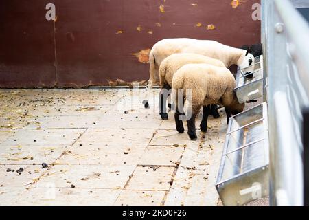 Schafe im Stall auf dem Bauernhof Stockfoto