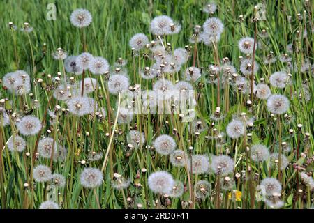 Im Frühling verblasste ein Löwenzahn auf einer Wiese unter den Gräsern Stockfoto