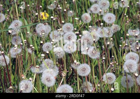 Im Frühling verblasste ein Löwenzahn auf einer Wiese unter den Gräsern Stockfoto