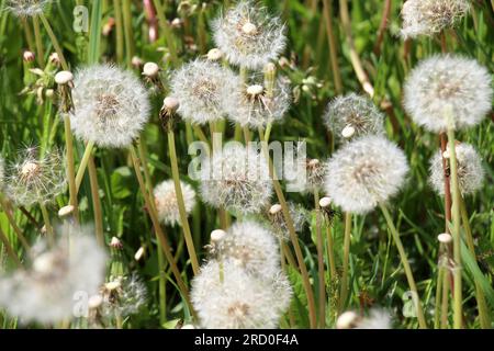 Im Frühling verblasste ein Löwenzahn auf einer Wiese unter den Gräsern Stockfoto
