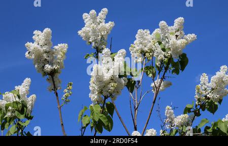 Im Mai blüht Flieder im Garten Stockfoto