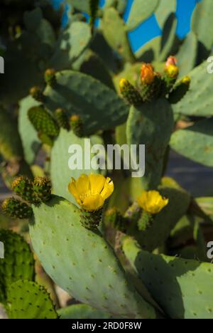 Stachelbirnen-Kaktus in Blüte. Stachelbirnenblumen, Nahaufnahme. Katalonien, Spanien Stockfoto