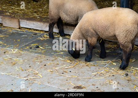 Schafe im Stall auf dem Bauernhof Stockfoto