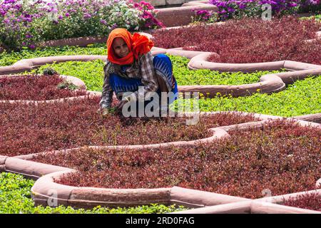 Agra, Indien – 12. April 2023. Ein Fernfoto von einer Frau, die einen Garten in Fort Agra, Indien, begräbt. Stockfoto