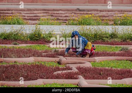 Agra, Indien – 12. April 2023. Ein Fernfoto einer Frau, die in Fort Agra, Indien, einen Garten unter der heißen Sonne jäte. Stockfoto