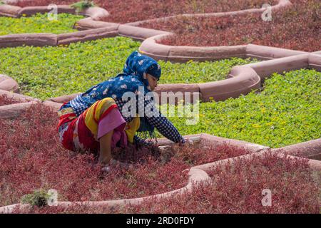 Agra, Indien – 12. April 2023. Ein Fernfoto von einer Frau, die einen Garten in Fort Agra, Indien, begräbt. Stockfoto