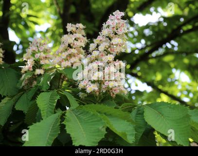 Im Frühling blühen Kastanienblüten in der Natur (Aesculus hippocastanum, Bitterkastanie) Stockfoto