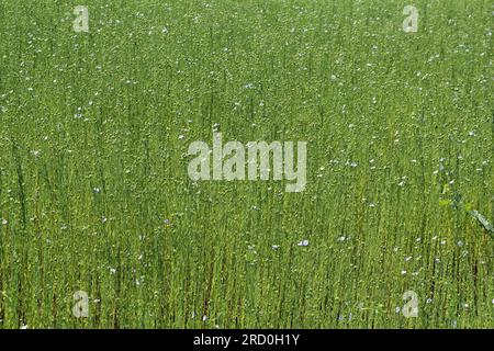 Draufsicht auf grüne Flachspflanzen mit Samen und langen Stängeln Stockfoto