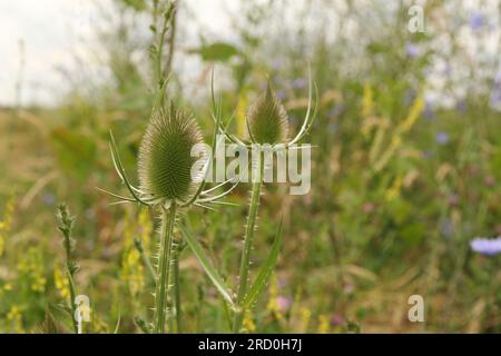 Zwei Disteln schließen sich im Sommer auf einem grünen Feldrand auf dem Land zusammen Stockfoto