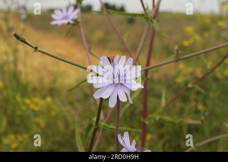 Eine blaue Blume der wilden Zichorien-Nahaufnahme an einem Blumenfeldrand in der niederländischen Landschaft im Sommer Stockfoto