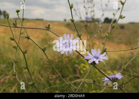 Ein Zweig der wilden Zichorie mit wunderschönen blauen Blütenschnitten und einem Blumenfeld im Hintergrund Stockfoto