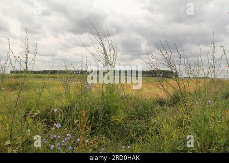 Ein großes Feld mit vielen verschiedenen Wildblumen und Kräutern und wilden Cichorien in der holländischen Landschaft im Sommer Stockfoto