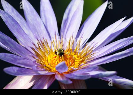 Nahaufnahme einer Hummel auf einer lila Wasserlilie in einem Gartenteich. Geringe Schärfentiefe Stockfoto