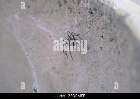 Große Hausspinne im Netz - Tegenaria domestica, im Hintergrund ein Stein Stockfoto