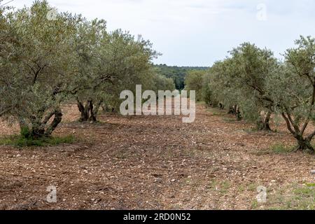 Olivenbäume in der Region Alpilles, Provence, Frankreich. Erzeugung von nativem Olivenöl extra aus der Hochqualitätskaltpresse Stockfoto