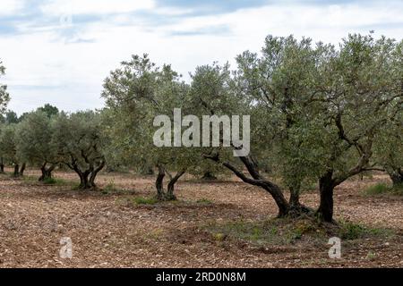 Olivenbäume in der Region Alpilles, Provence, Frankreich. Erzeugung von nativem Olivenöl extra aus der Hochqualitätskaltpresse Stockfoto