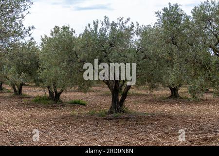 Olivenbäume in der Region Alpilles, Provence, Frankreich. Erzeugung von nativem Olivenöl extra aus der Hochqualitätskaltpresse Stockfoto