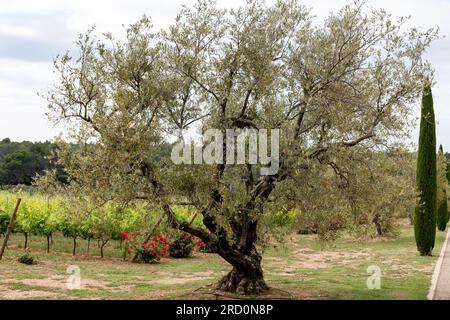 Olivenbäume in der Region Alpilles, Provence, Frankreich. Erzeugung von nativem Olivenöl extra aus der Hochqualitätskaltpresse Stockfoto