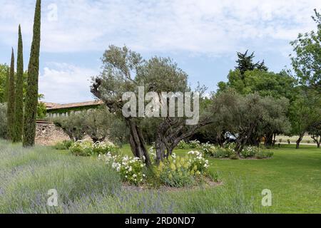 Olivenbäume in der Region Alpilles, Provence, Frankreich. Erzeugung von nativem Olivenöl extra aus der Hochqualitätskaltpresse Stockfoto