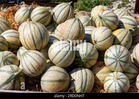 Melonen aus Cavaillon, reife Runde charentais Honig melone Melonen auf dem lokalen Markt in der Provence, Frankreich, in der Nähe Stockfoto