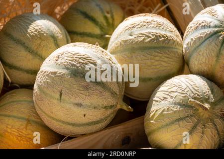 Gelber Honig aus Cavaillon, reife runde Charentais Honig-Cantaloupe Melonen auf lokalem Markt in der Provence, Frankreich, aus nächster Nähe Stockfoto
