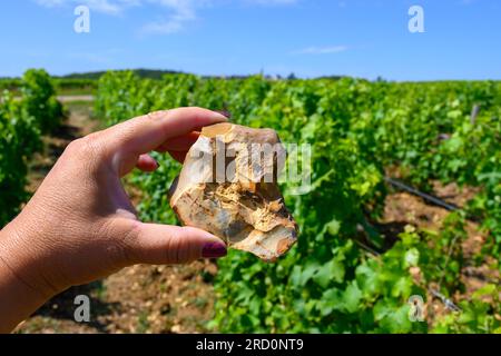 Probe von Boden, Feuerstein, Weinbergen der Pouilly-Fume-Appellation, Herstellung von trockenem Weißwein aus sauvignon Blanc Trauben, die auf verschiedenen Arten von wachsen Stockfoto