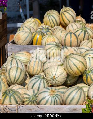 Melonen aus Cavaillon, reife Runde charentais Honig melone Melonen auf dem lokalen Markt in der Provence, Frankreich, in der Nähe Stockfoto