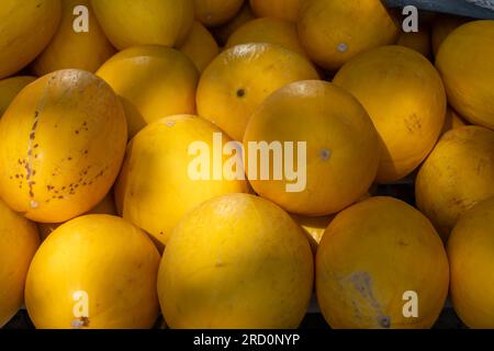Gelber Honig aus Cavaillon, reife runde Charentais Honig-Cantaloupe Melonen auf lokalem Markt in der Provence, Frankreich, aus nächster Nähe Stockfoto